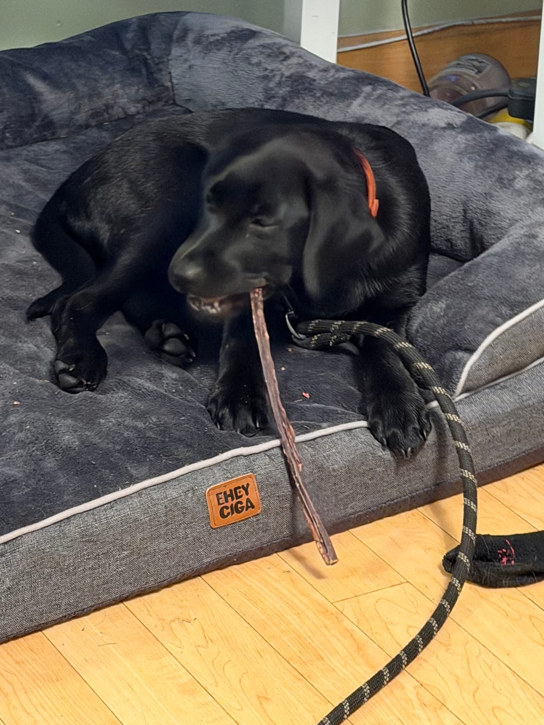 Customer photo review of 12 Inch Monster Bully Stick