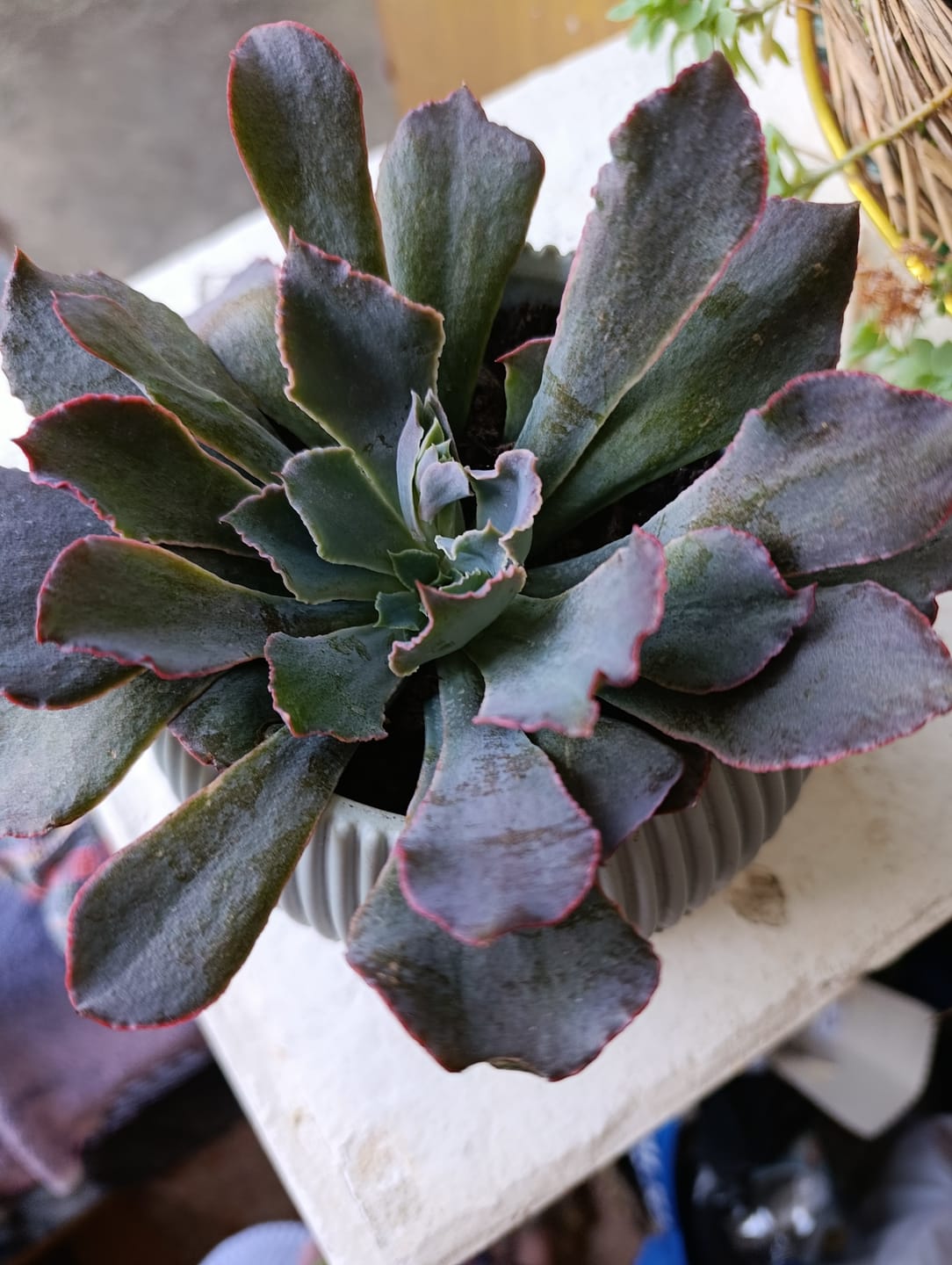 Customer photo review of Echeveria neon breakers