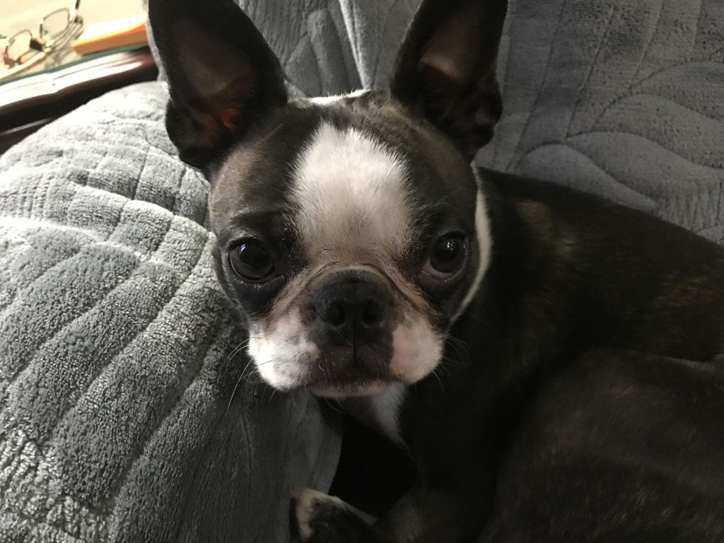 Customer photo review of PearlyPup™ Anti-Tartar Dental Spray for Dogs