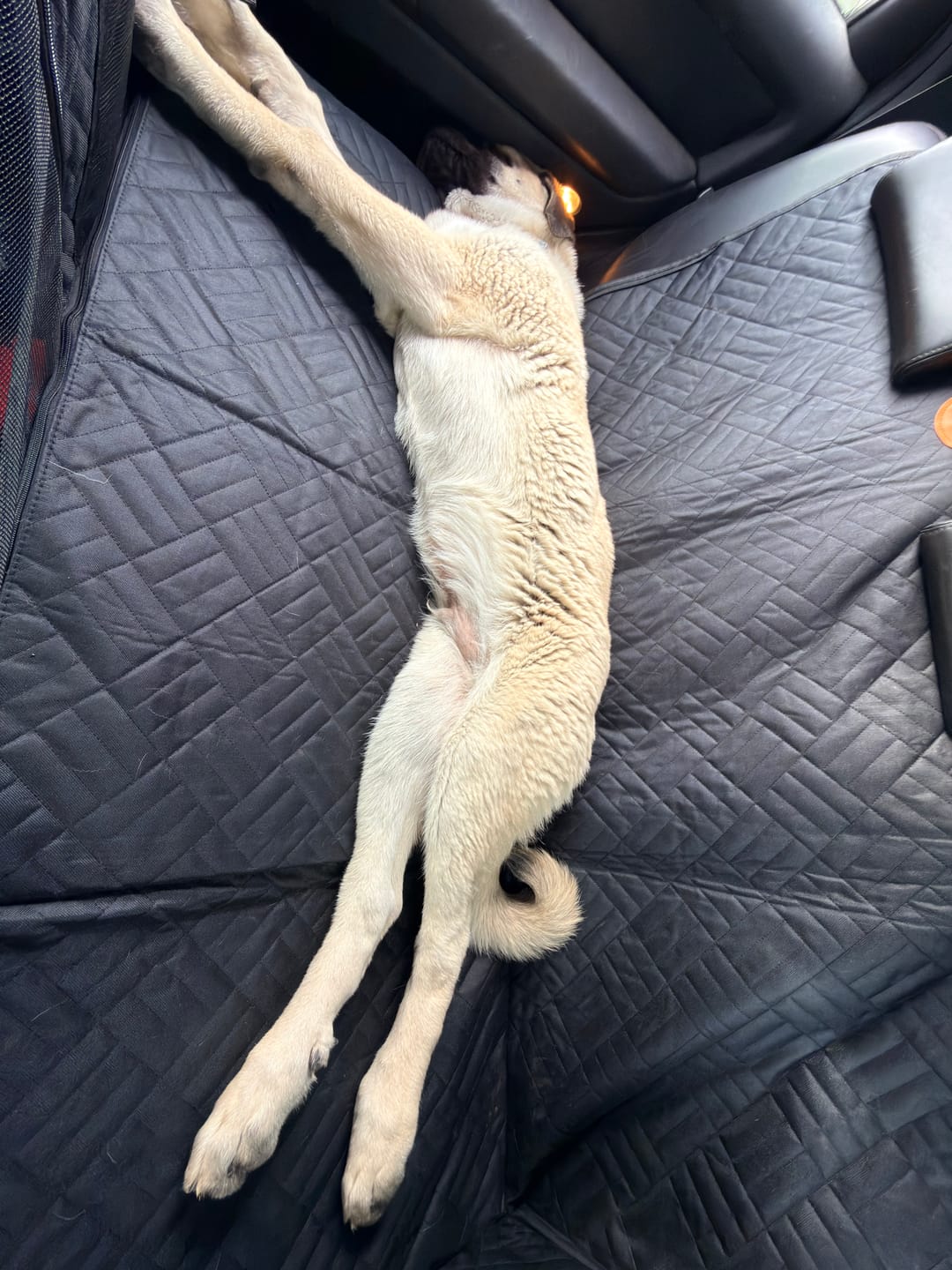 Customer photo review of Companion&Co™ Hard Bottom Car Seat Cover