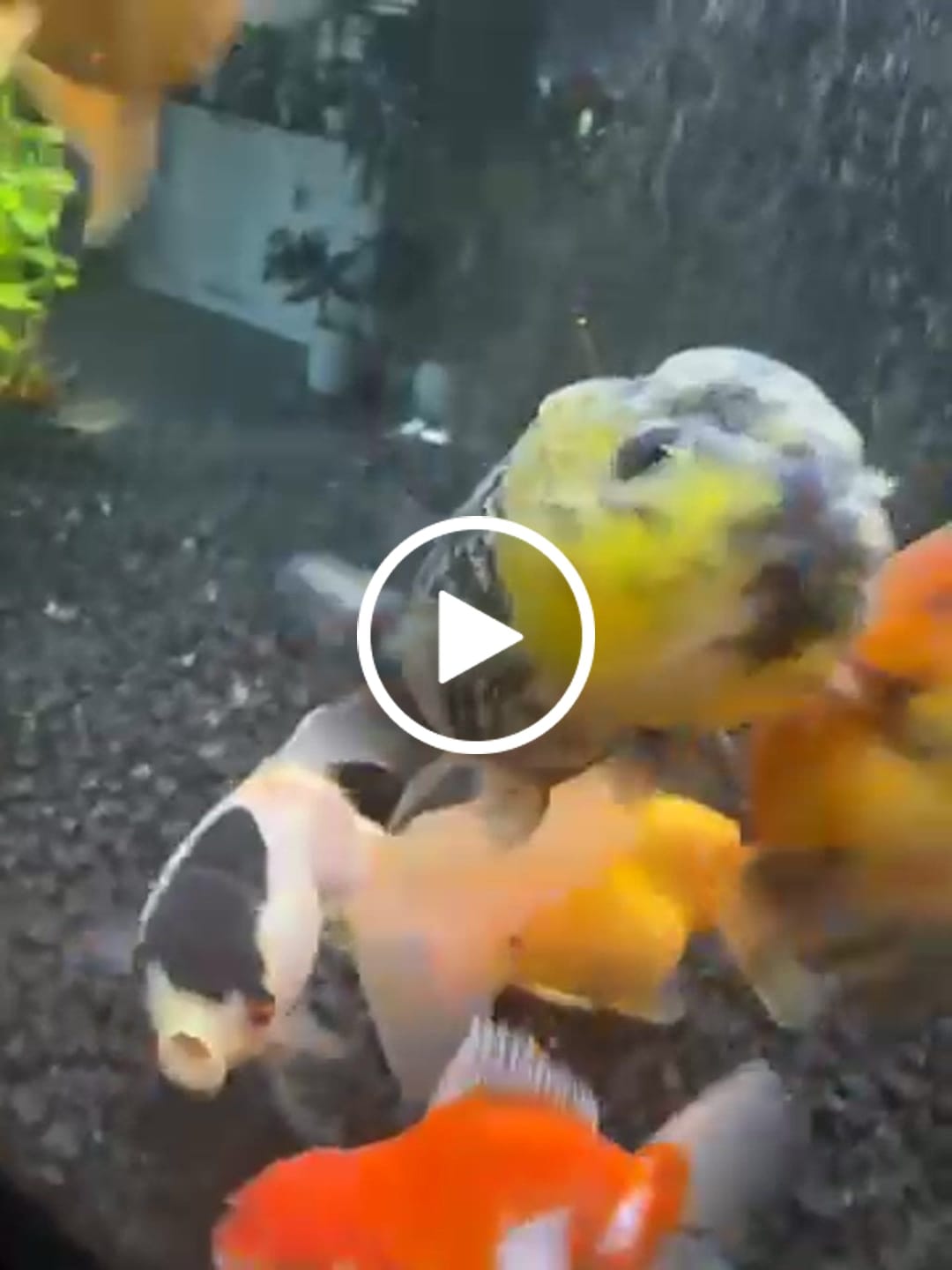 Customer video review of Live Fancy Goldfish Premium Select Our Choice White Tiger / Granite Calico Ranchu (Our Choice)