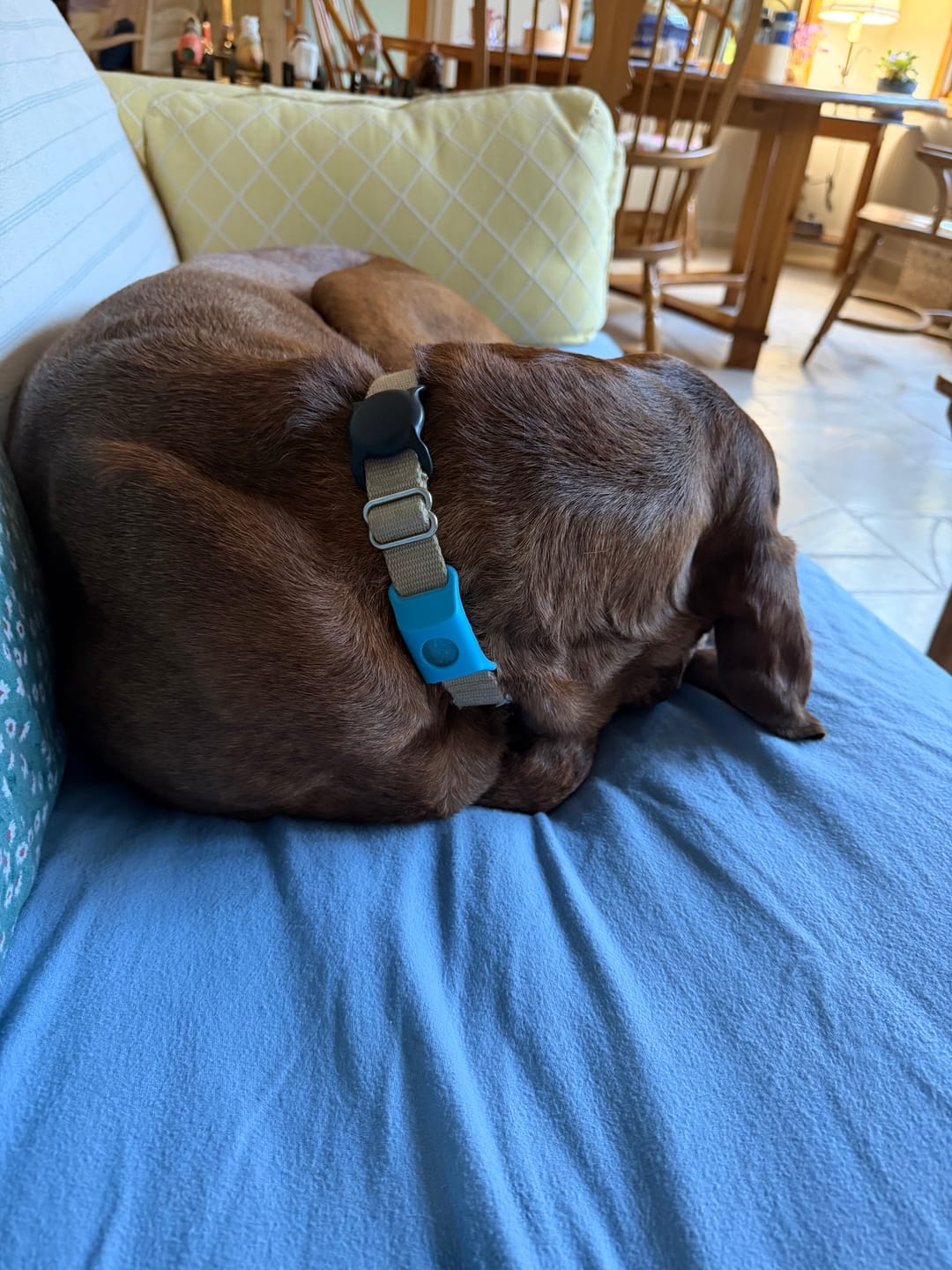 Customer photo review of FurLife™ 12 Months Flea and Tick Free