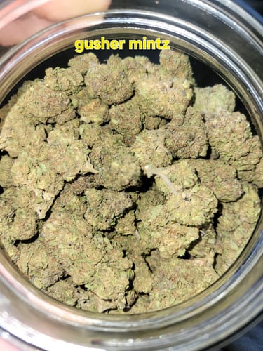 Gusher Mintz - Bulk - Indica photo review