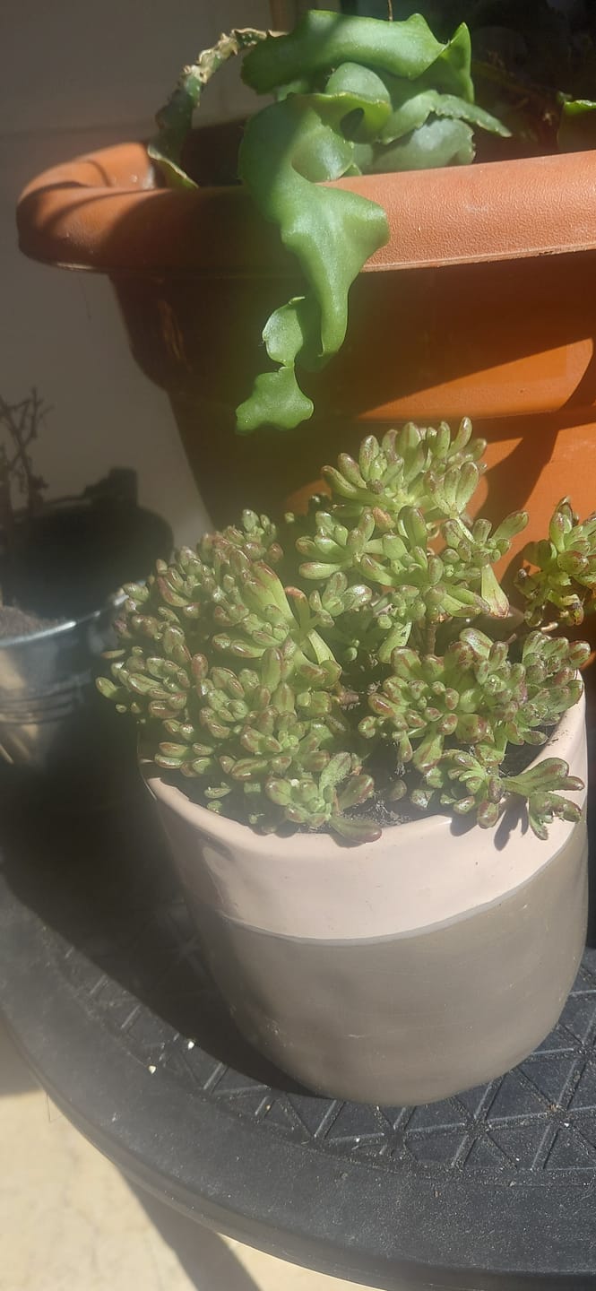 Customer photo review of Senecio jacobsenii,  'Trança de cigana'