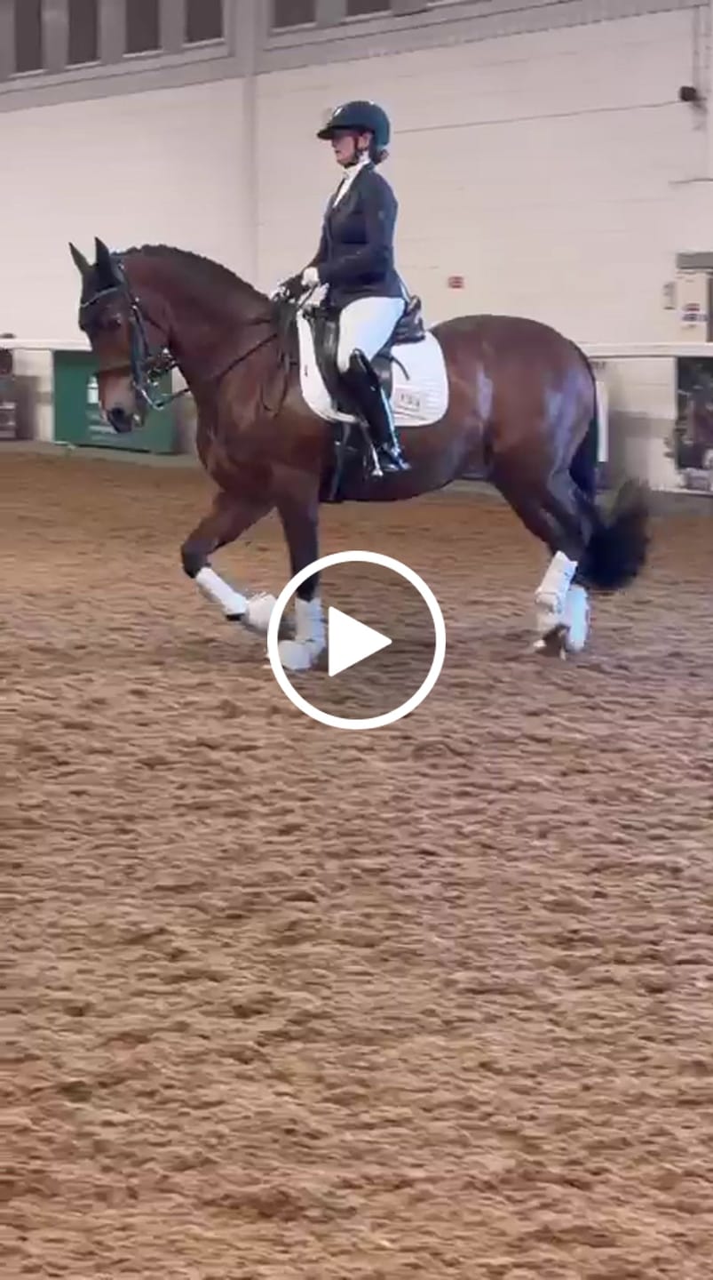 Customer video review of HorseHalo™ HaloLegs Mini
