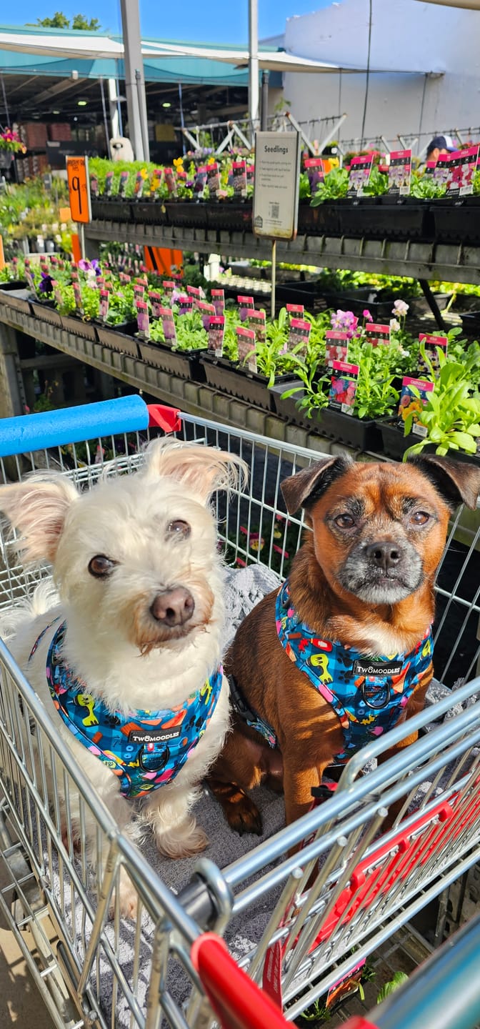 Customer photo review of HARNESS ADJUSTABLE - BUNNINGS TRIP