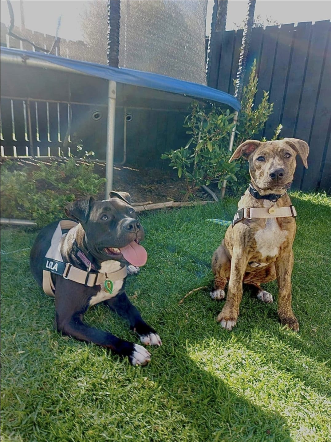 Customer photo review of SafeWalk® Chest-Clip Dog Harness