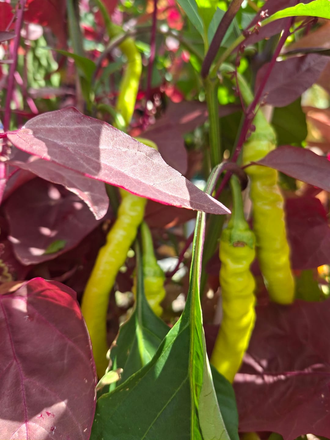 Customer photo review of Peperoni ‘Milder Spiral’