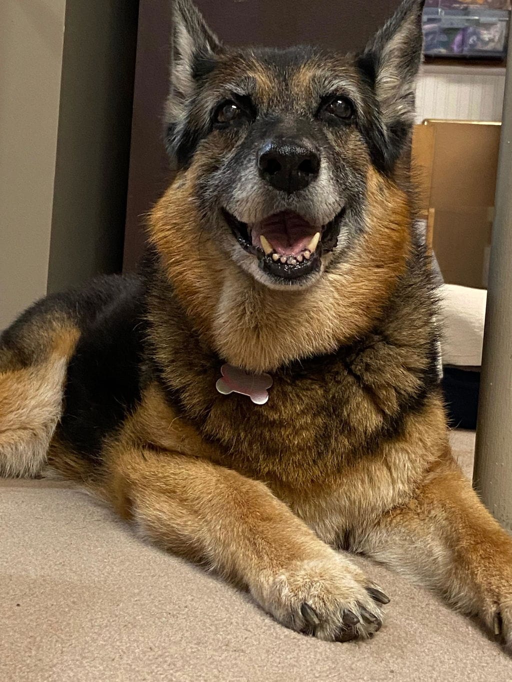 Customer photo review of PearlyPup™ Anti-Tartar Dental Spray for Dogs