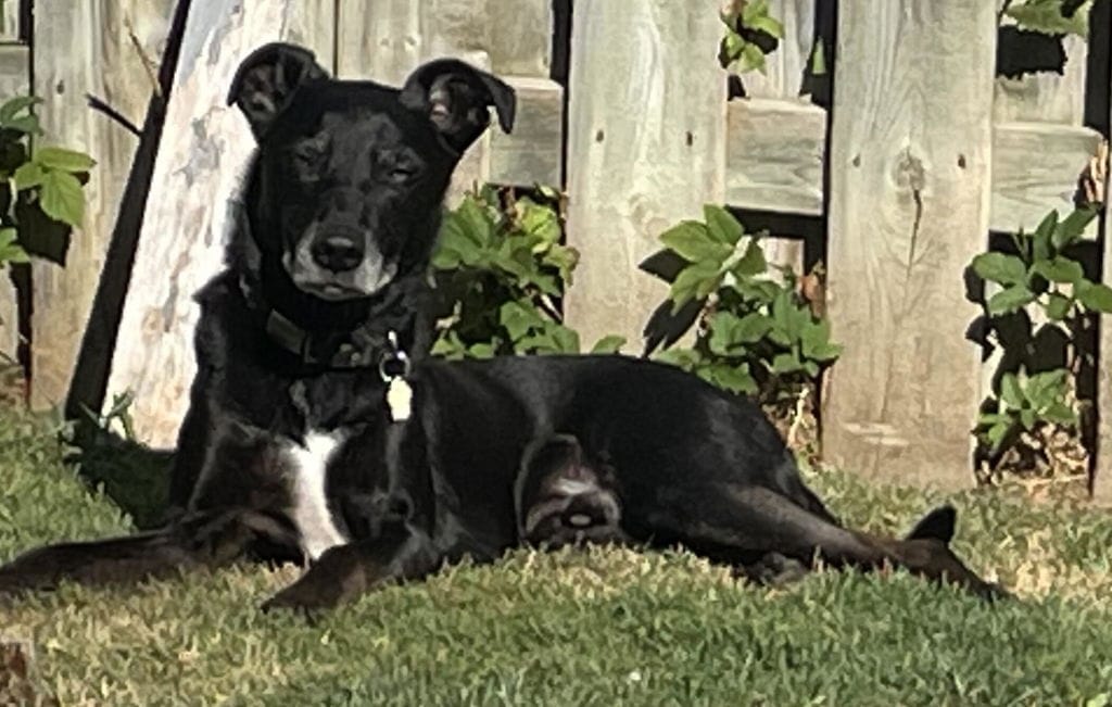 Customer photo review of PearlyPup™ Anti-Tartar Dental Spray for Dogs