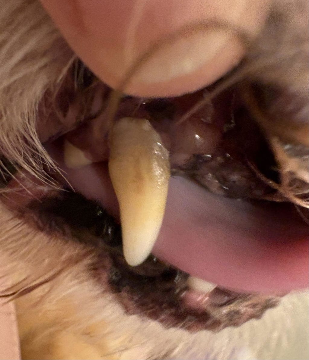 Customer photo review of PearlyPup™ Anti-Tartar Dental Spray for Dogs