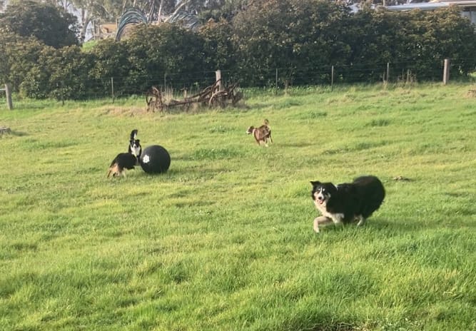 Customer photo review of Power Breed Herding Ball