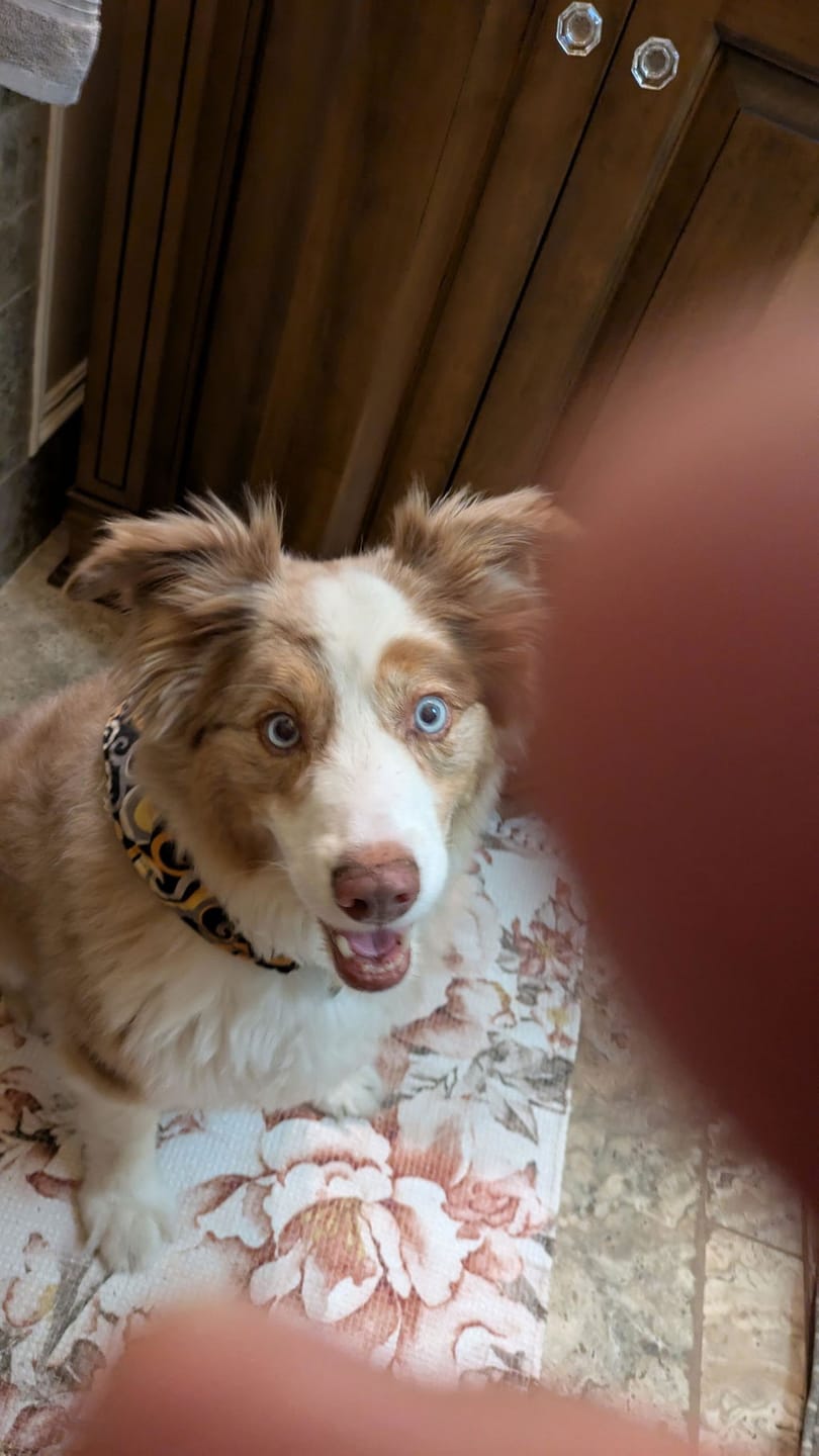 Customer photo review of PearlyPup™ Anti-Tartar Dental Spray for Dogs