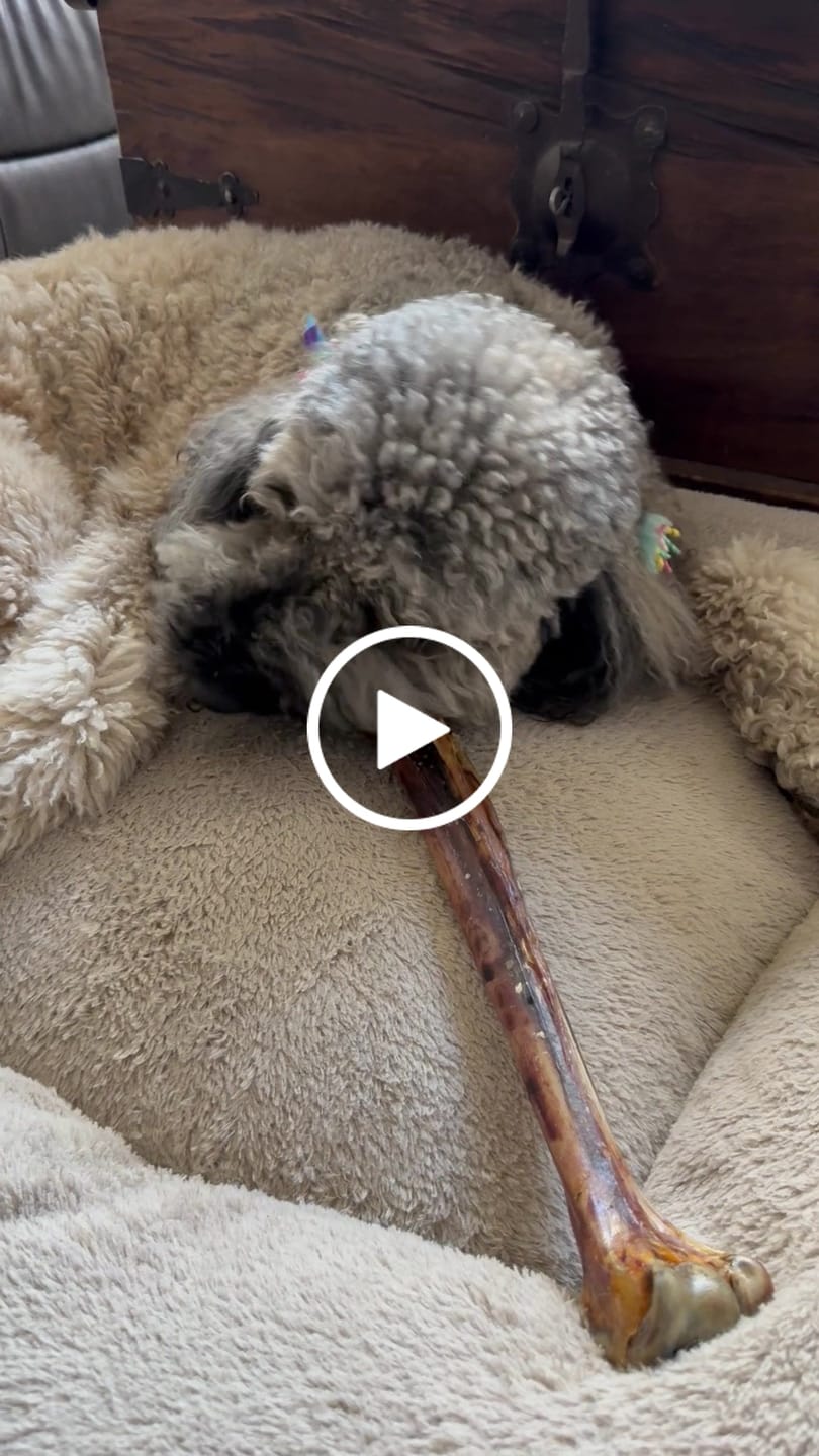 Customer video review of Ostrich Long Bone (19" x 3.5"): The Ultimate Challenge for Medium, Large & Extra-Large Dogs