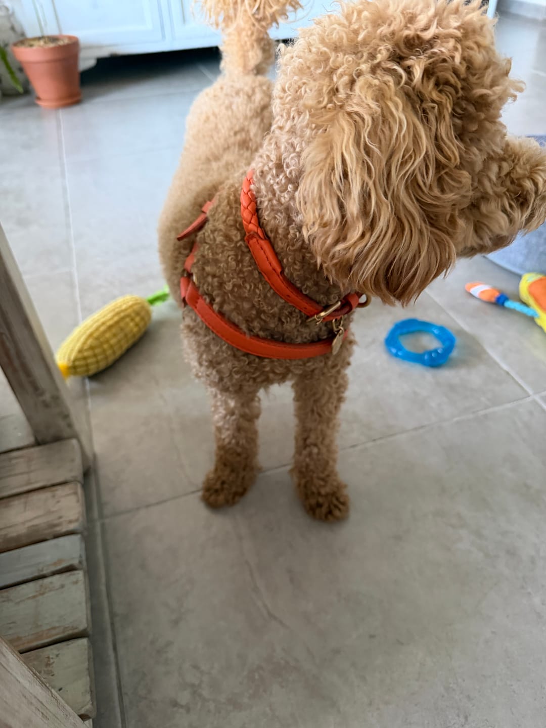 Customer photo review of קולר קלוע לכלב מעור נאפה איטלקי | FERDINANDO NAPPA LEATHER COLLAR
