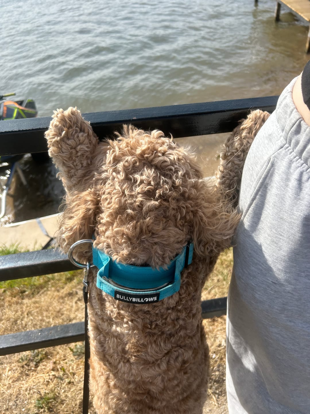 Customer photo review of 4cm Combat® Collar | With Handle & Secured Clip - Light Blue