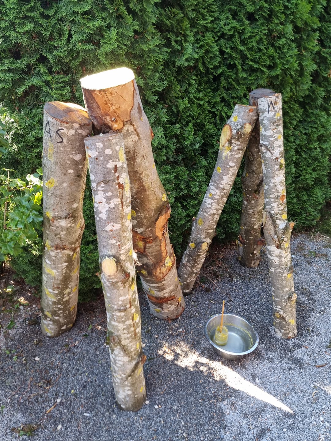 Customer photo review of Shiitake | Lentinula edodes Pilzdübel fertig besiedelt 50 Stück 8 x 40 mm