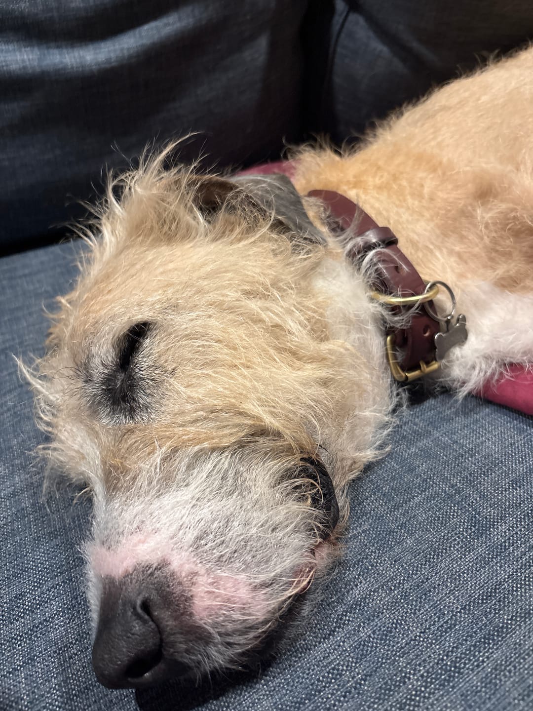 Customer photo review of Dog Collar