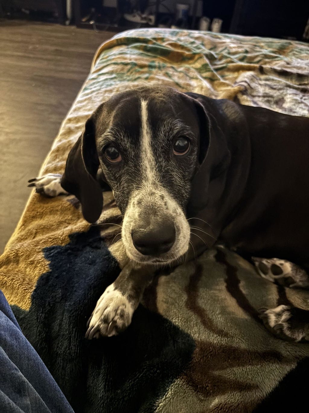 Customer photo review of PearlyPup™ Anti-Tartar Dental Spray for Dogs