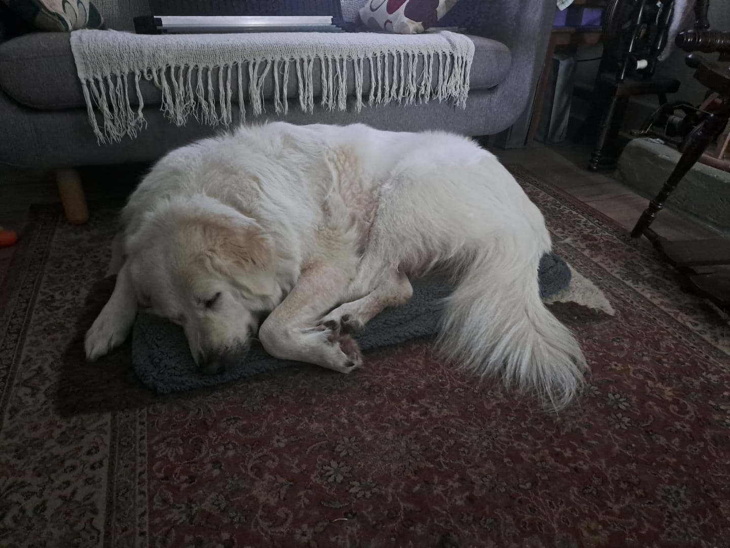 Customer photo review of Winter Cover for Kangaroo Bed