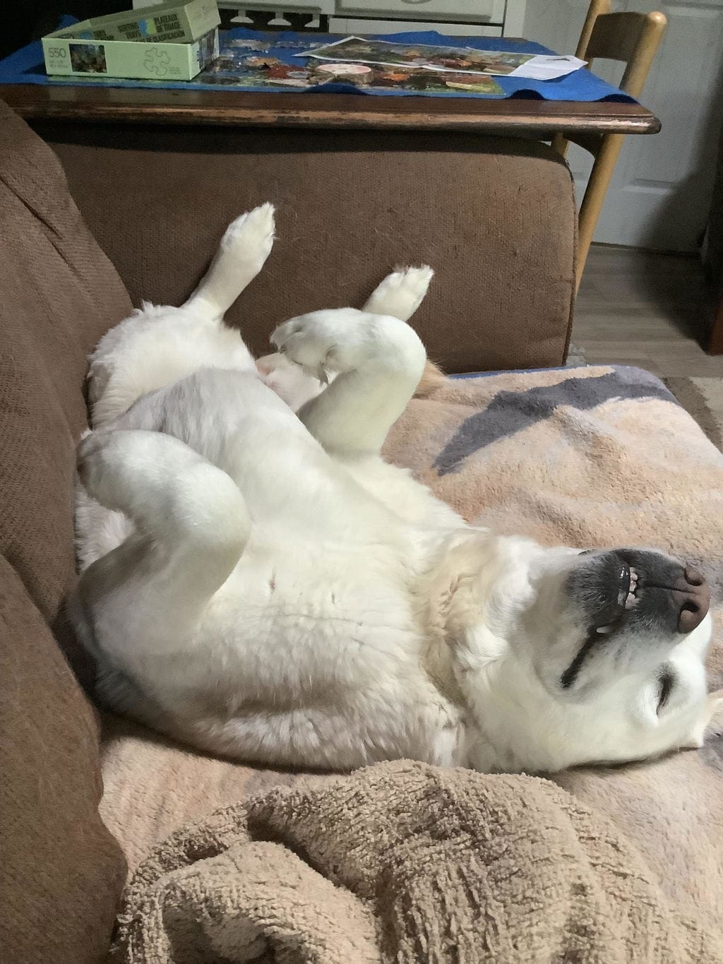 Customer photo review of PearlyPup™ Anti-Tartar Dental Spray for Dogs