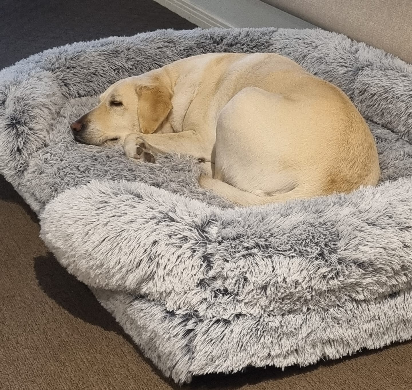 Customer photo review of Pet Orthopaedic Bed