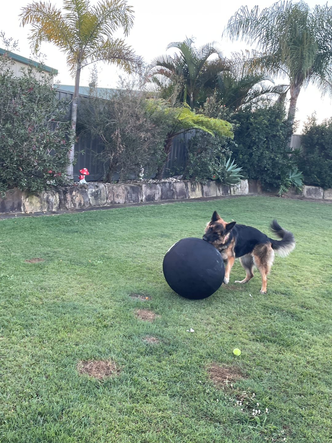 Customer photo review of Power Breed Herding Ball