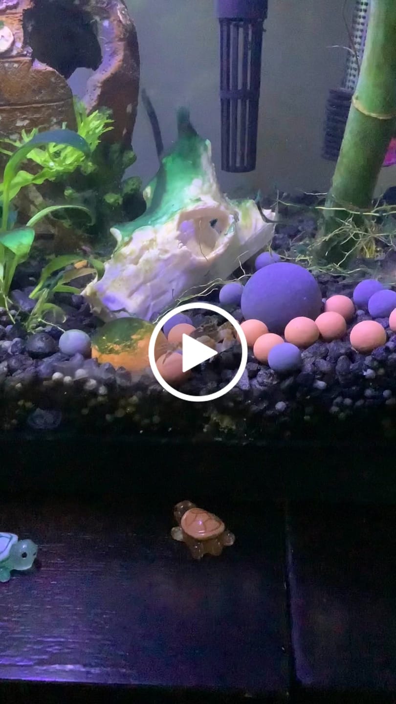 Customer video review of Freshwater Pom Pom Crab (Ptychognathus barbatus)