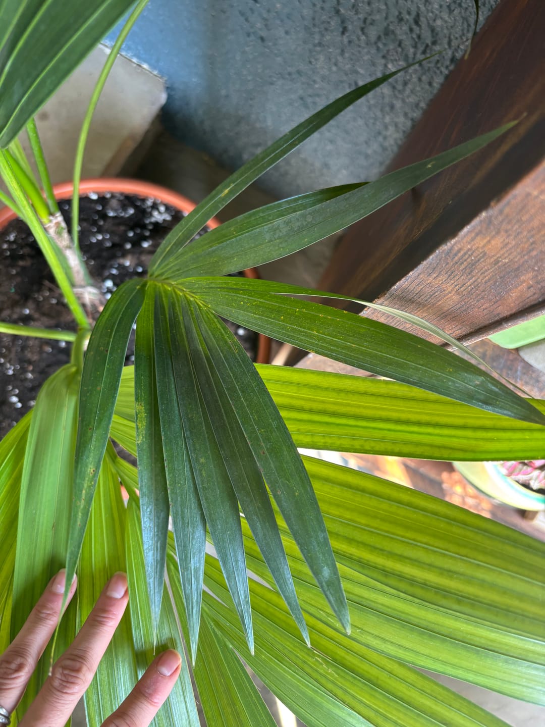 Customer photo review of Kentia Palm Double, Howea Forsteriana