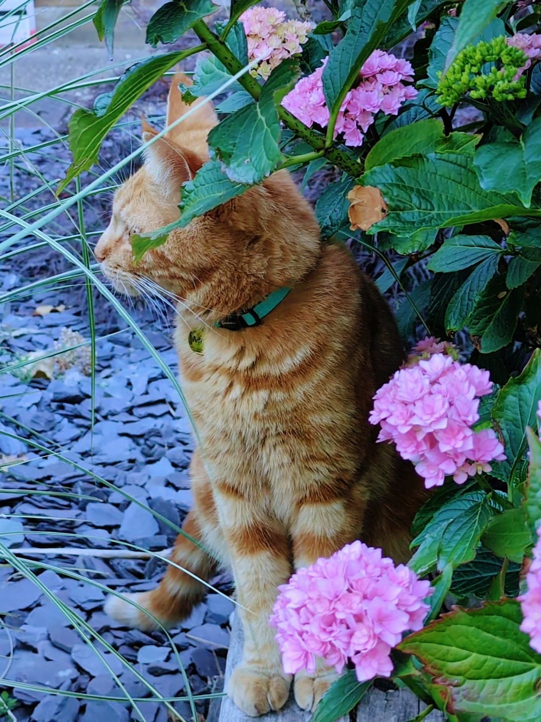 Customer photo review of Breakaway Cat Collar