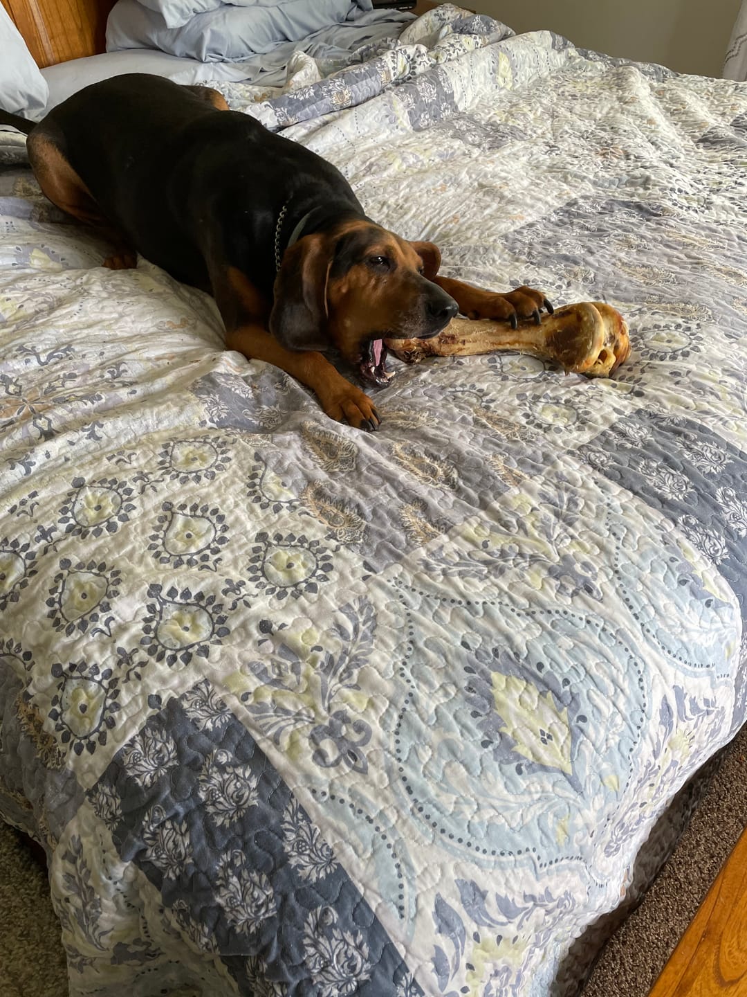 Customer photo review of Ostrich Hip Bone (12" x 5"x 3”): The Durable, Flavor-Packed Chew for Medium & Large Dogs