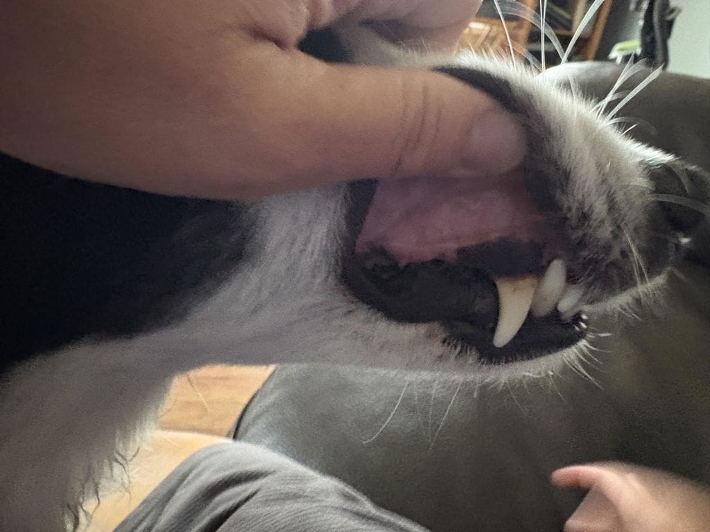 Customer photo review of PearlyPup™ Anti-Tartar Dental Spray for Dogs