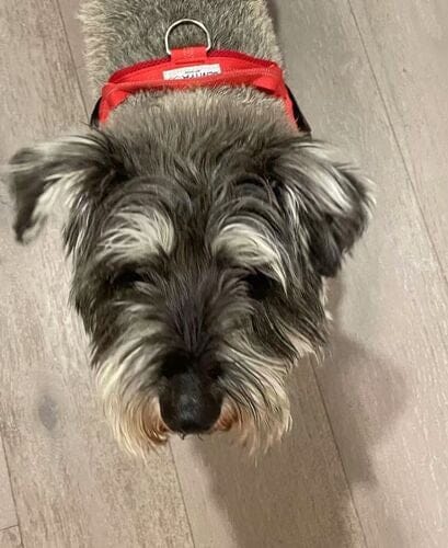 Customer photo review of SafeWalk® Chest-Clip Dog Harness