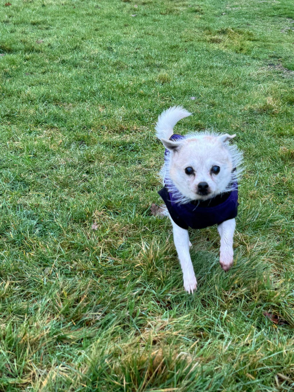 Customer photo review of PearlyPup™ Anti-Tartar Dental Spray for Dogs