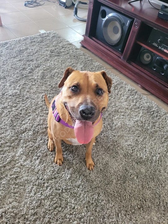 Customer photo review of SafeWalk® Chest-Clip Dog Harness