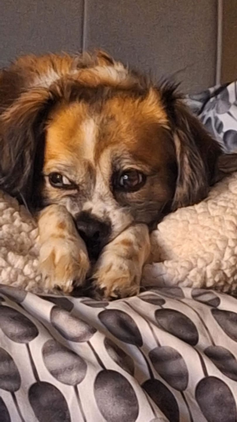 Customer photo review of PearlyPup™ Anti-Tartar Dental Spray for Dogs