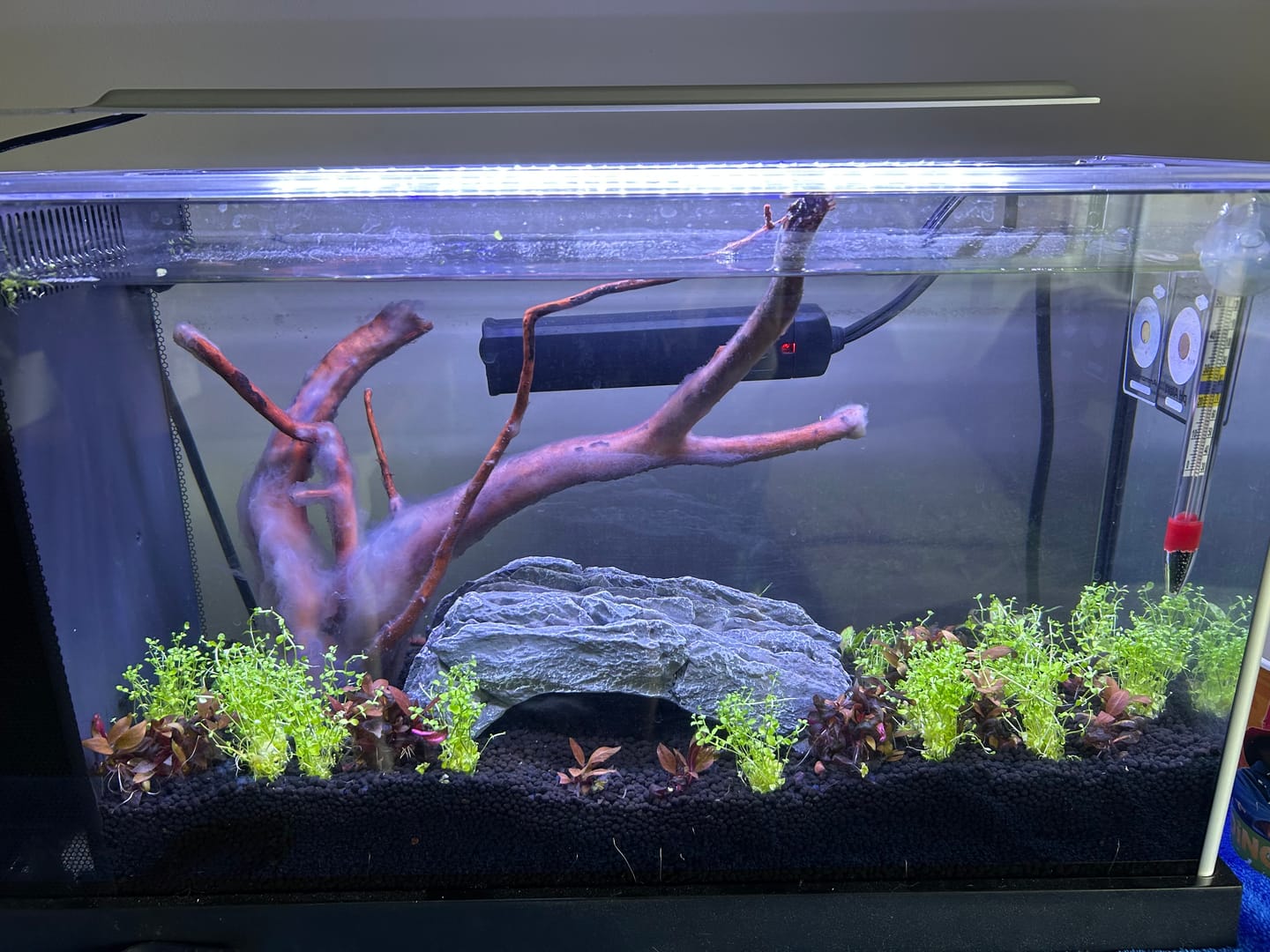 Customer photo review of Fluval Spec Aquarium Kit - Black - Available in 3 Sizes!