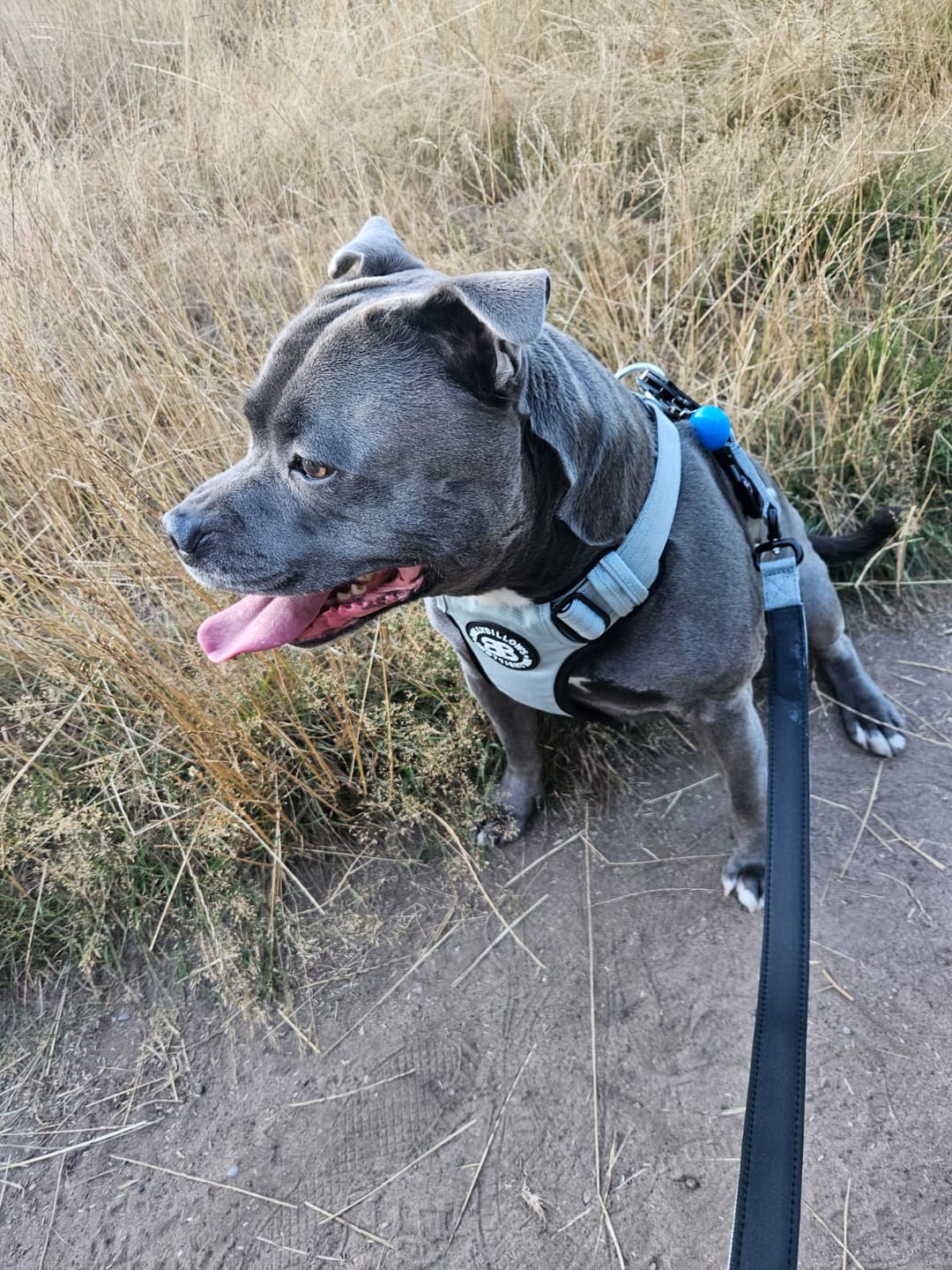 Customer photo review of Comfort Premium Harness | Non Restrictive - Metal Grey