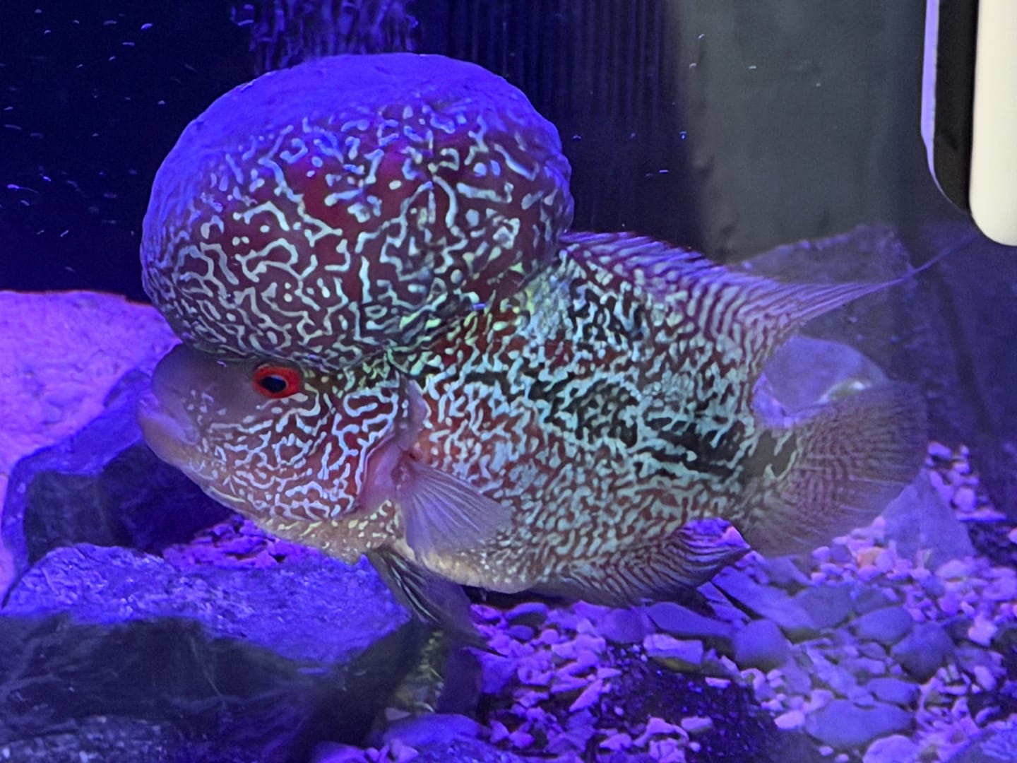 Customer photo review of Rare Flowerhorn (F3) - 6 inch