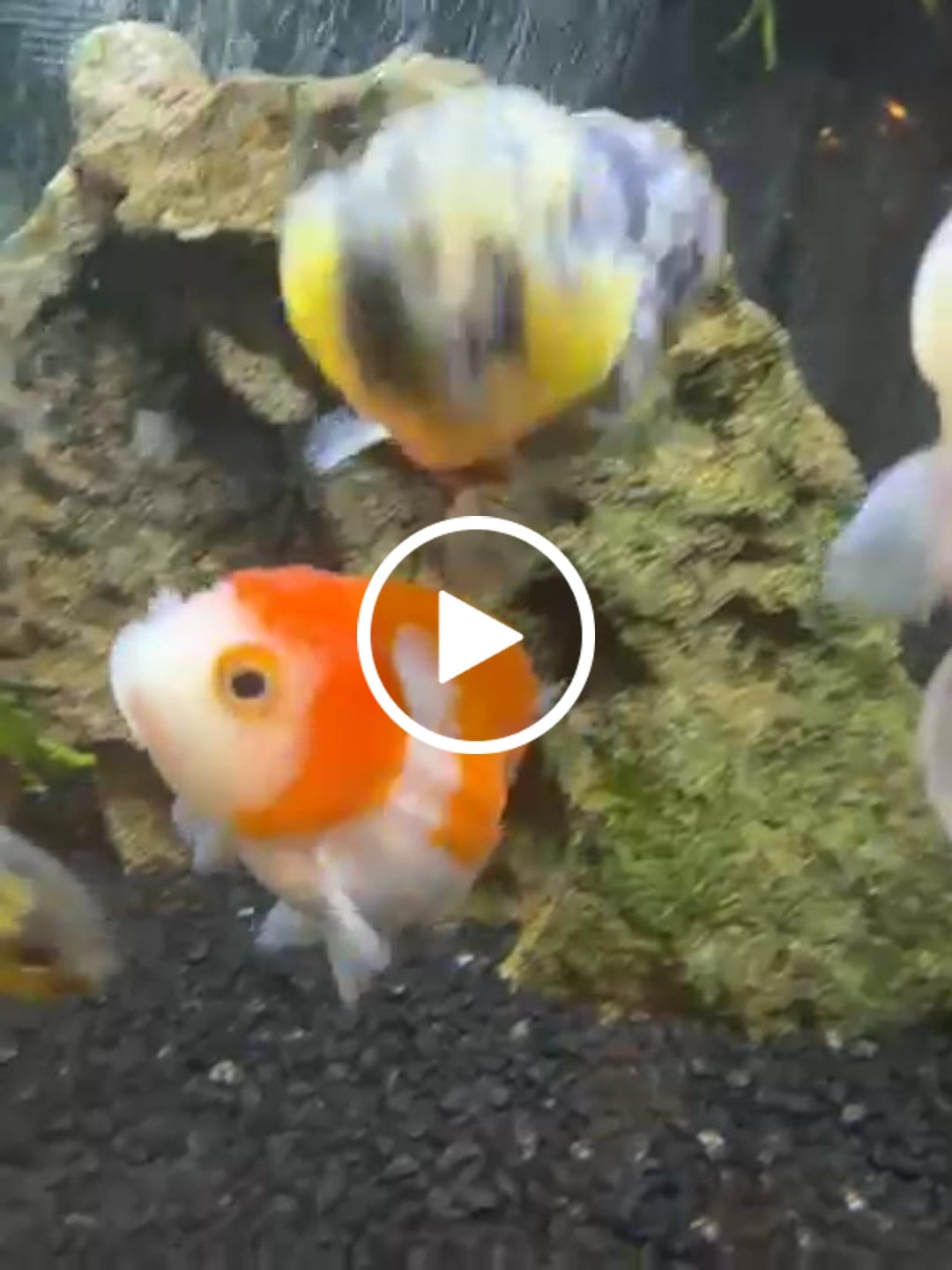 Customer video review of Live Premium Fancy Goldfish Thai Lionchu Big Structure/Giant TVR RED (Our Choice)