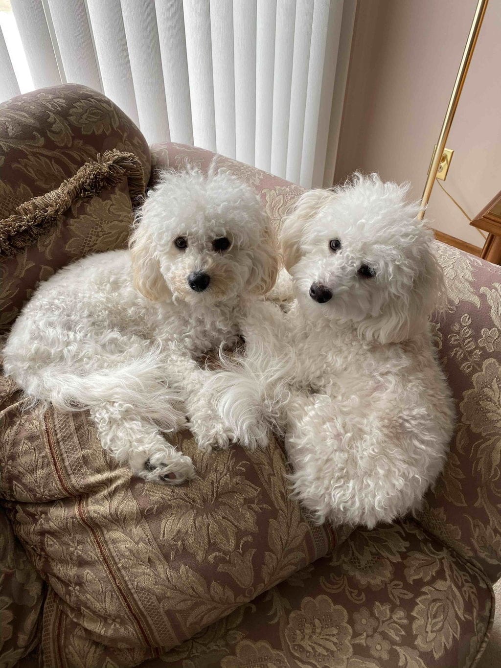 Customer photo review of PearlyPup™ Anti-Tartar Dental Spray for Dogs