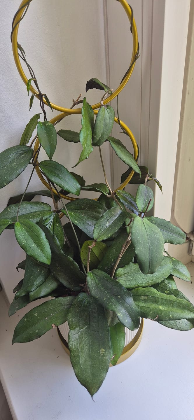 Customer photo review of HOYA CALLISTOPHYLIA