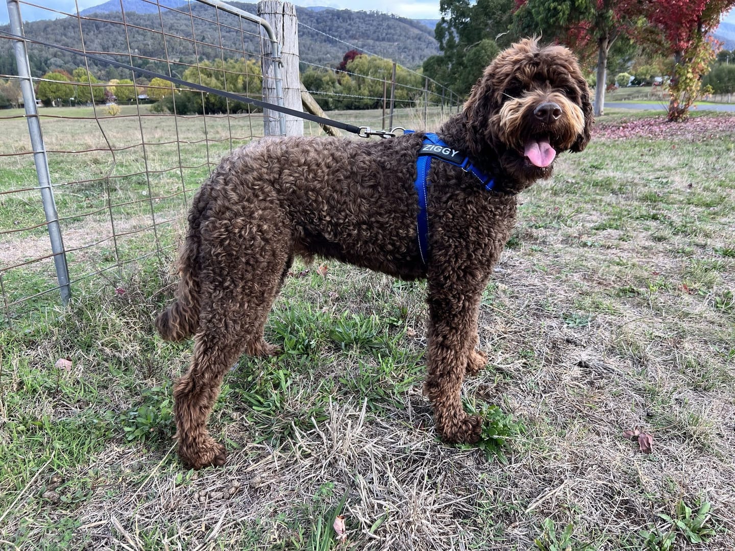 Customer photo review of SafeWalk® Chest-Clip Dog Harness