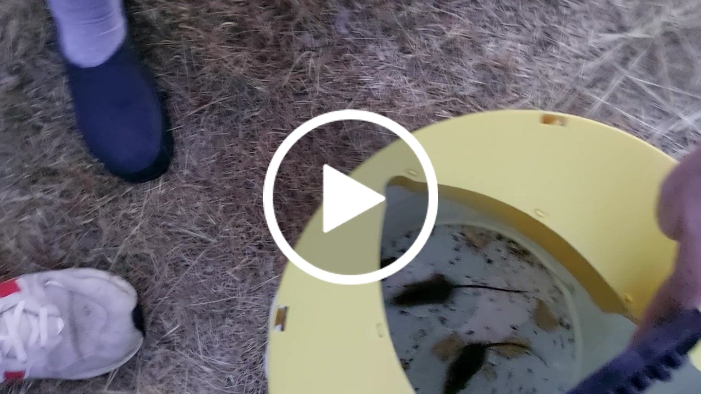 Customer video review of Piège à Rats, Mulots et Souris à Trappe intelligente