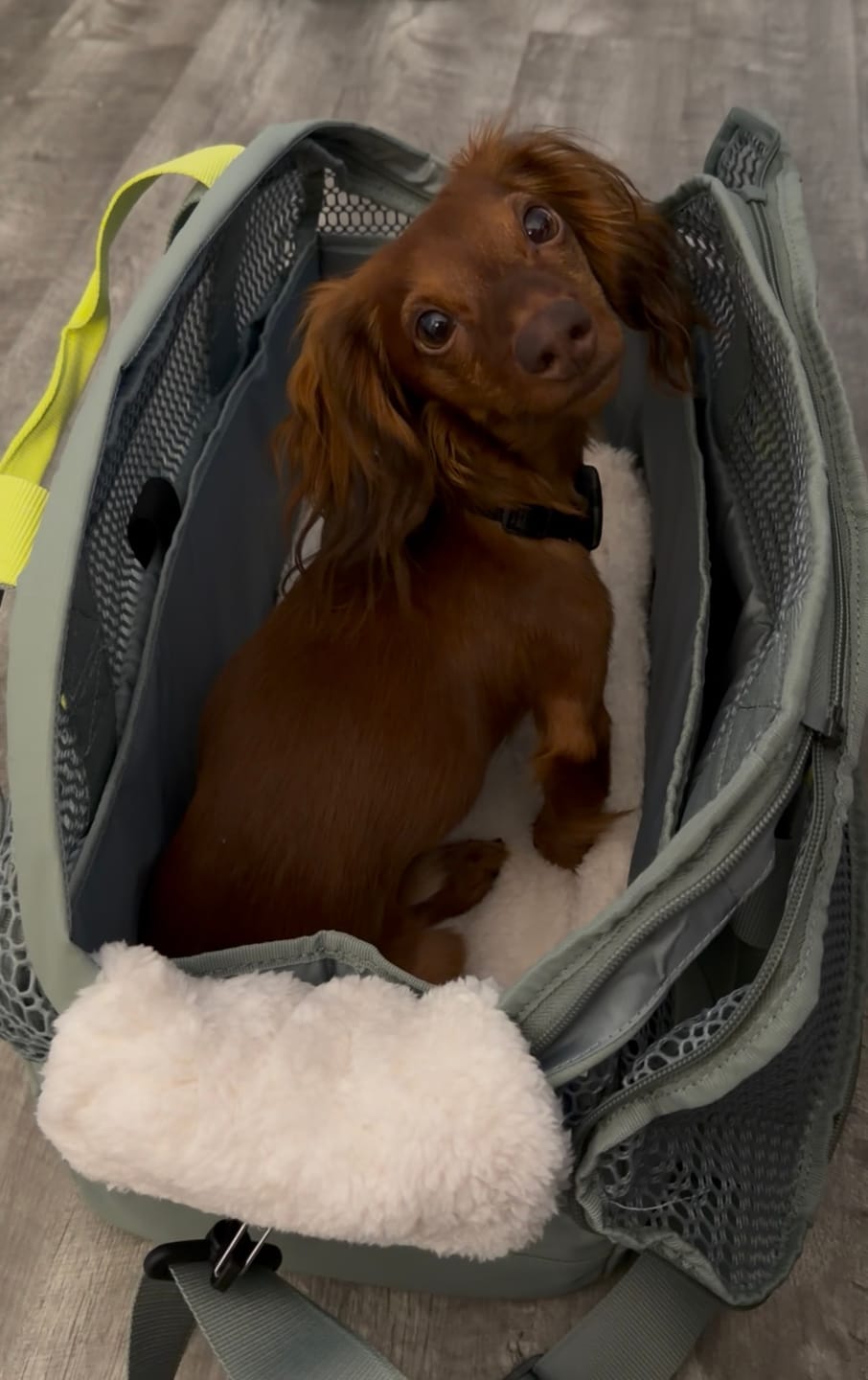Customer photo review of PAWD Pet Carrier Bag