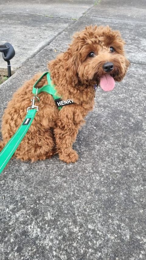 Customer photo review of SafeWalk® Chest-Clip Dog Harness