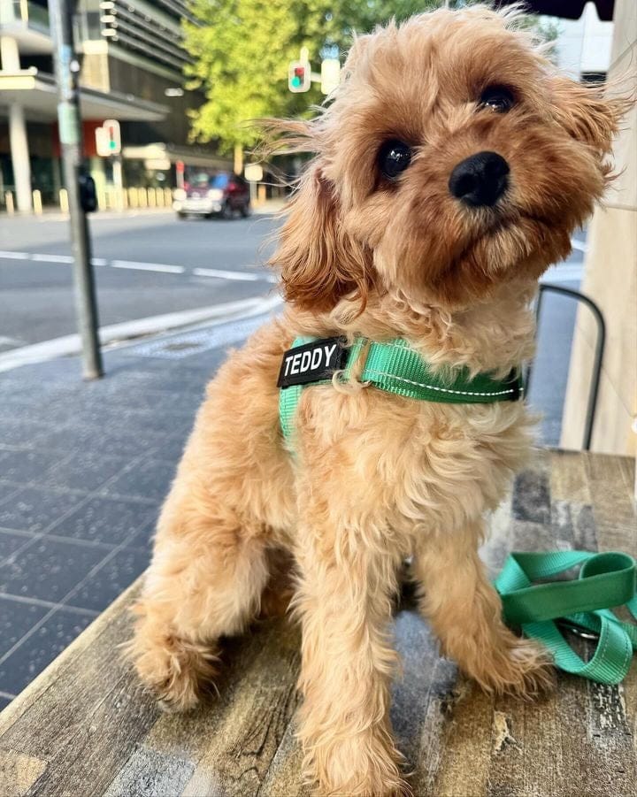 Customer photo review of SafeWalk® Chest-Clip Dog Harness