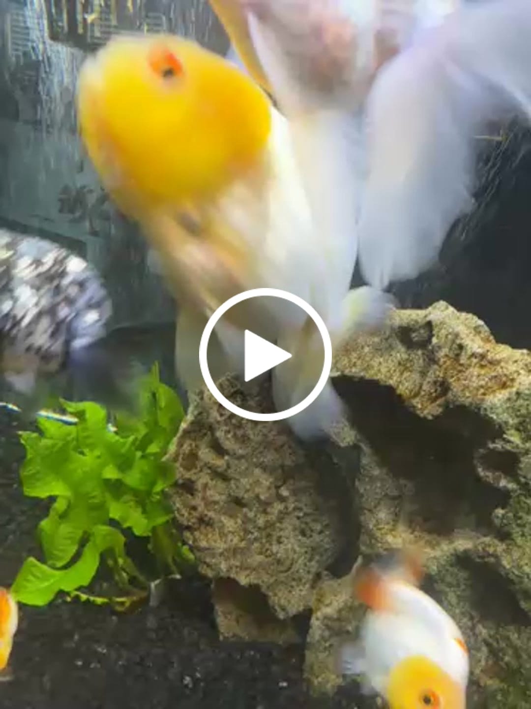 Customer video review of Live Premium Fancy Goldfish Thai Lionchu Red & White Our Choice (Our Choice)