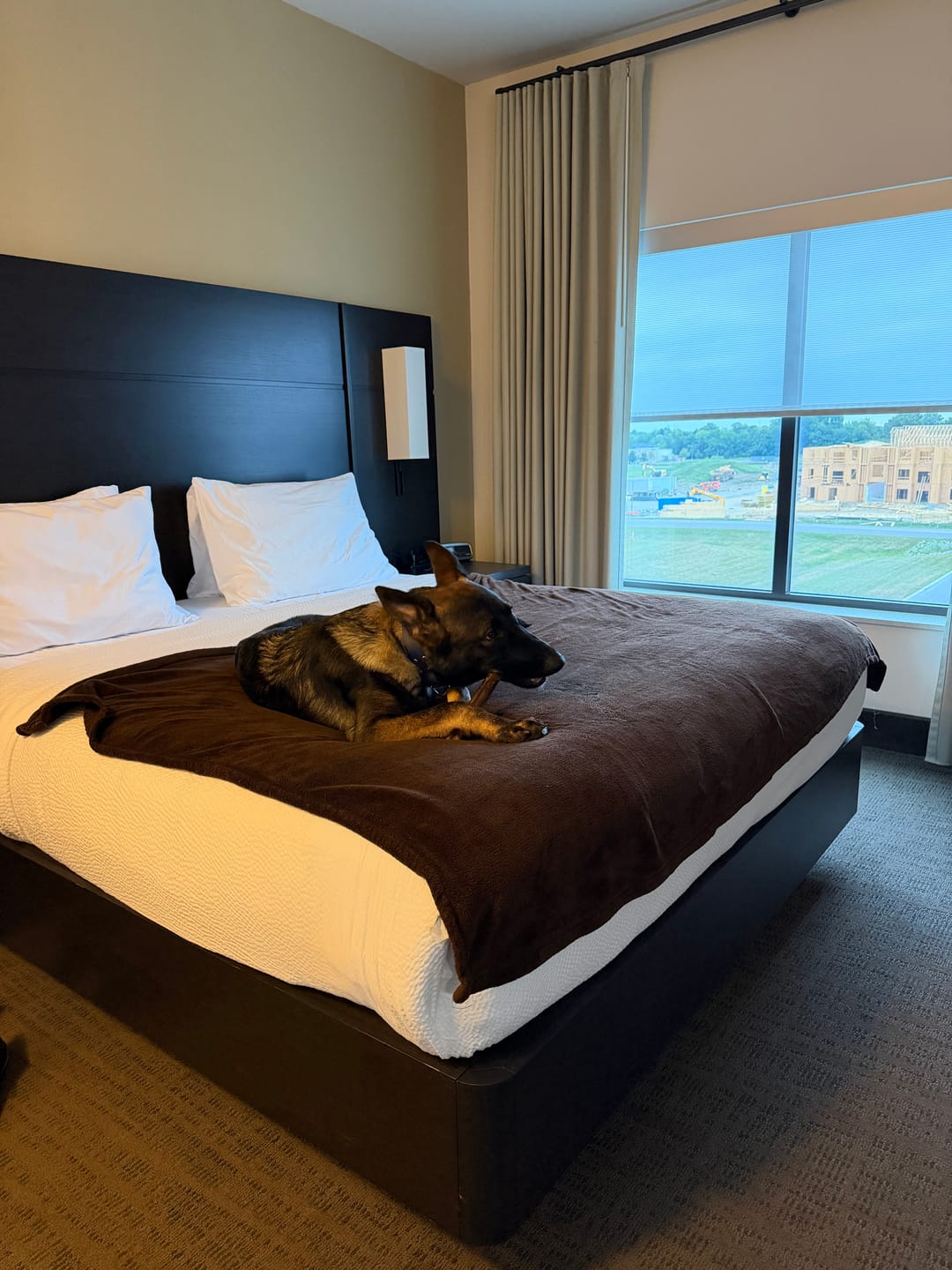 Customer photo review of Wholly Pup Gift Card