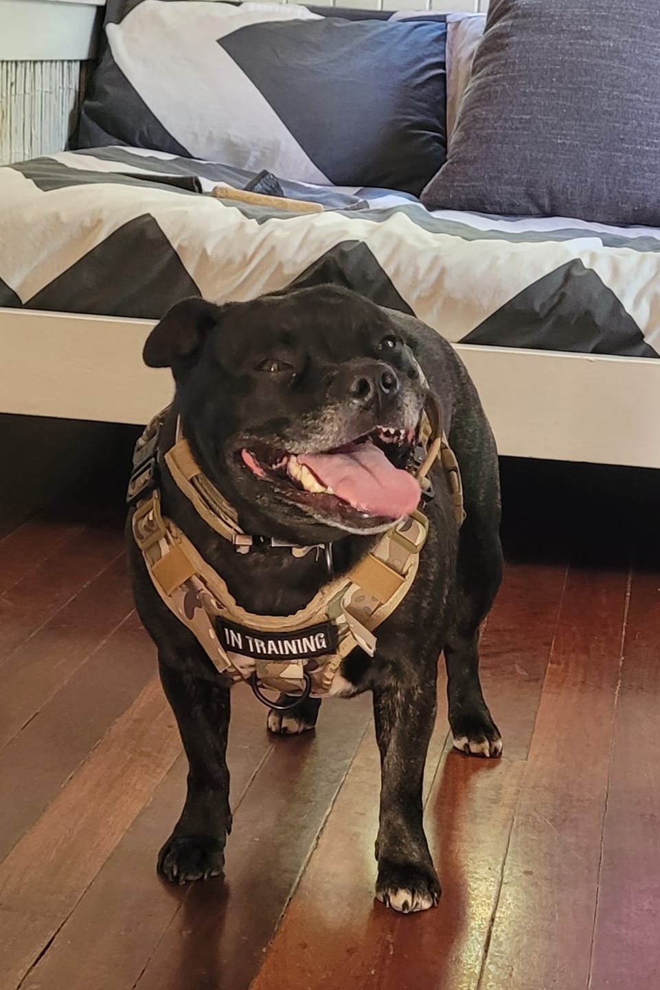 Customer photo review of 3-in-1 No-Pull Tactical Harness, Collar and Bungee Leash Set
